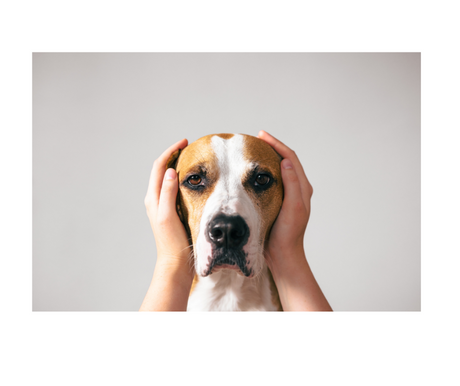 Nytårstips: Hjælp Din Hund Gennem Fyrværkeri-stress