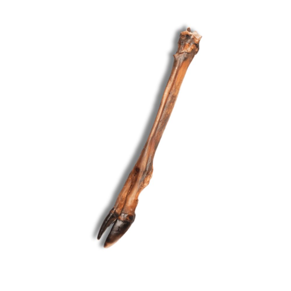 Snack’it Krondyrunderben – vælg med eller uden pels (100 % naturligt tyggeben)