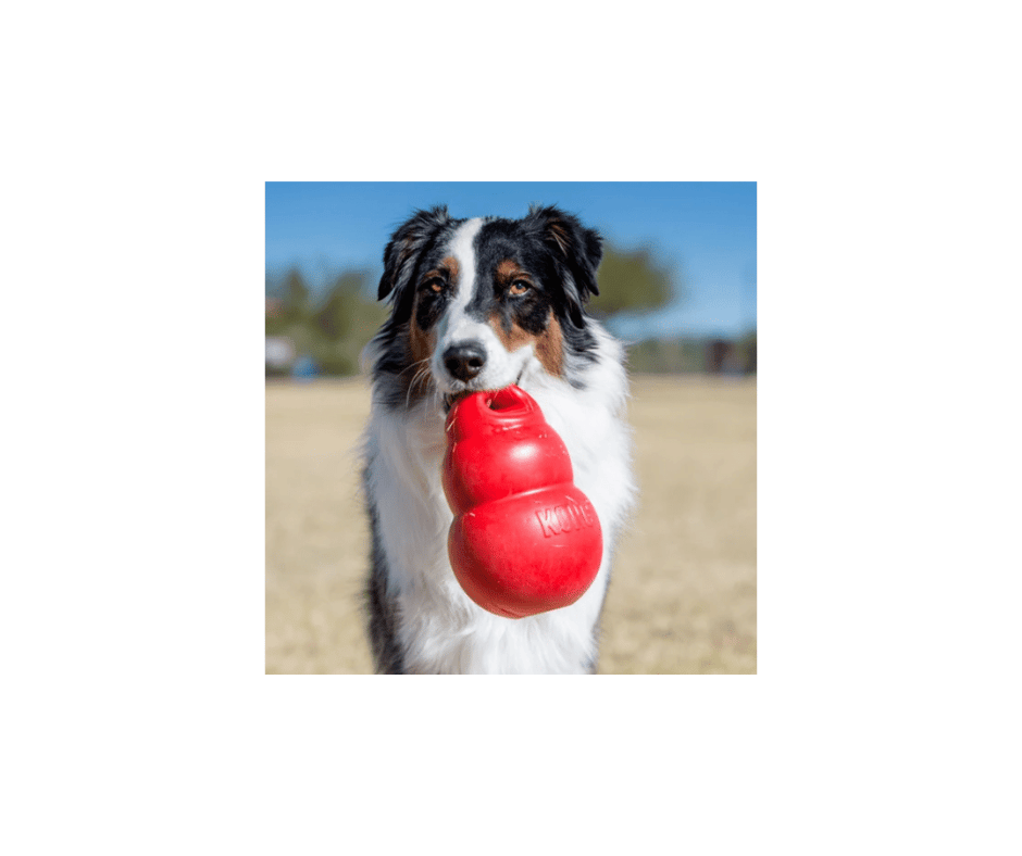 KONG Bounzer – Sjov og afstressende leg for alle hundestørrelser