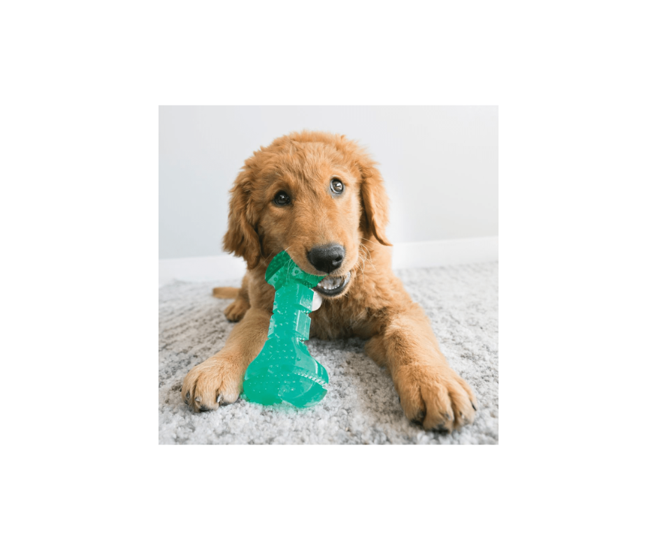 KONG Squeezz Dentalstick – sjov tyggetid med tandrensende effekt