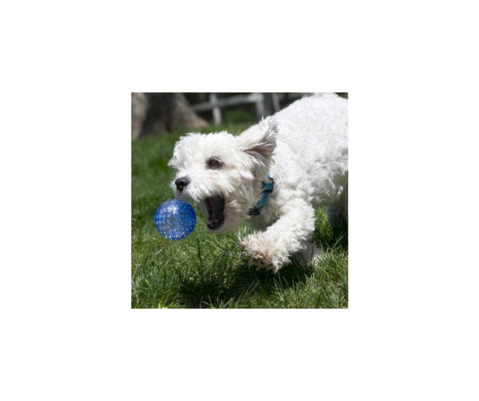 KONG Squeezz Geodz – Aktiverende og slidstærke bolde med lyd og rasleeffekt