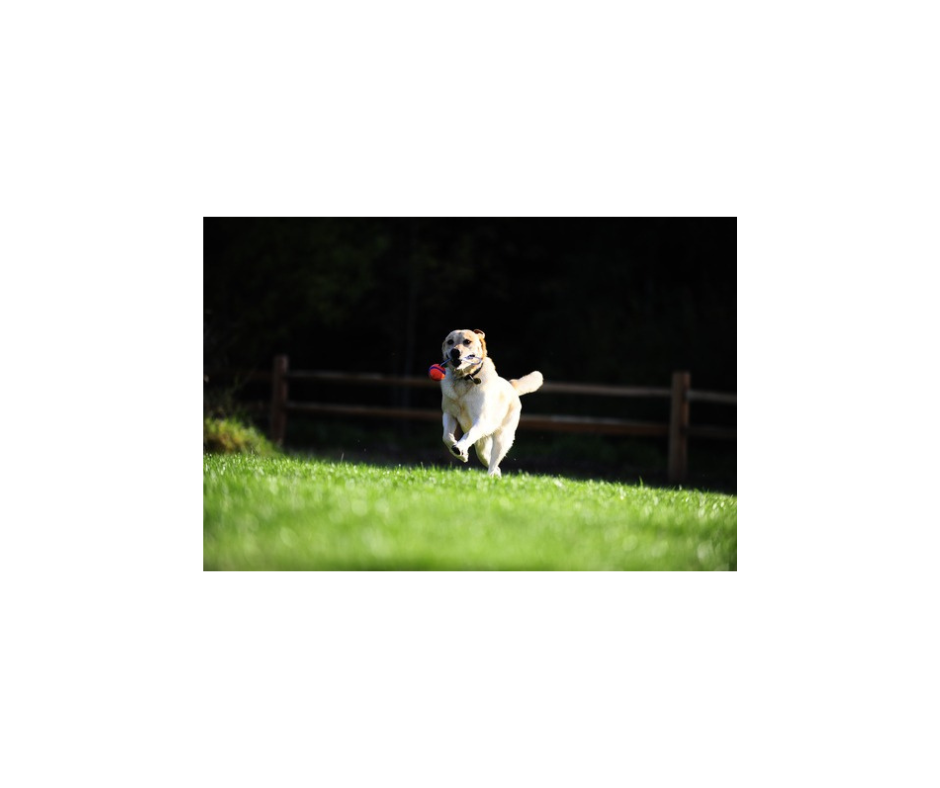 Chuckit Ultra Tug – Holdbart trække- og apportlegetøj til aktive hunde (S-M-L)