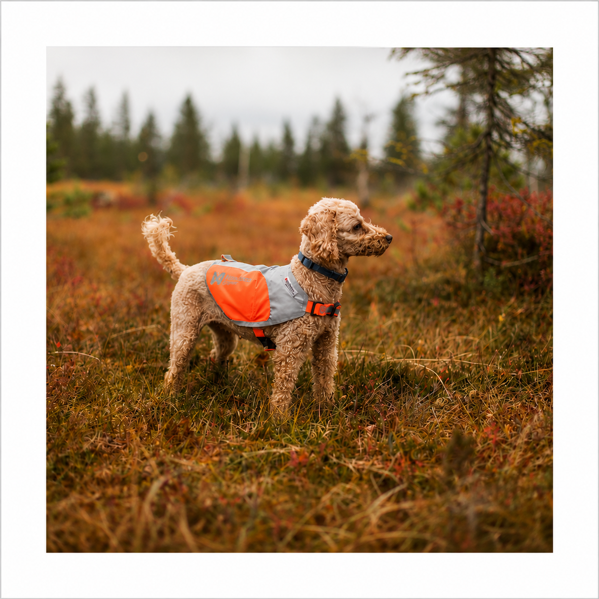 Non-stop dogwear Reflection Blanket – refleksdækken der gør din hund synlig i mørket