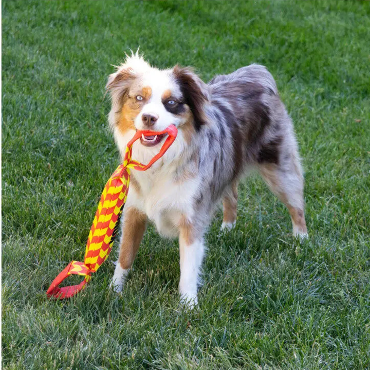 KONG Maxx Tug – Ekstrem styrke til hunde, der elsker at trække