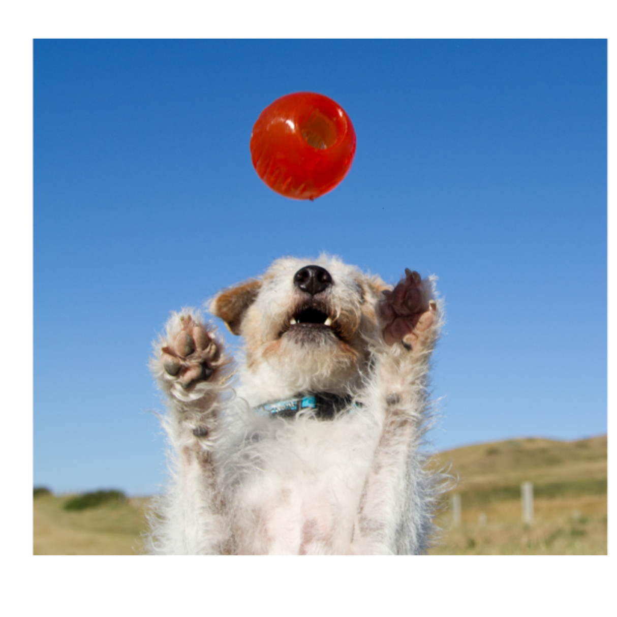Bionic Boll – stærk, sjov og uforudsigelig bold med godbidshul