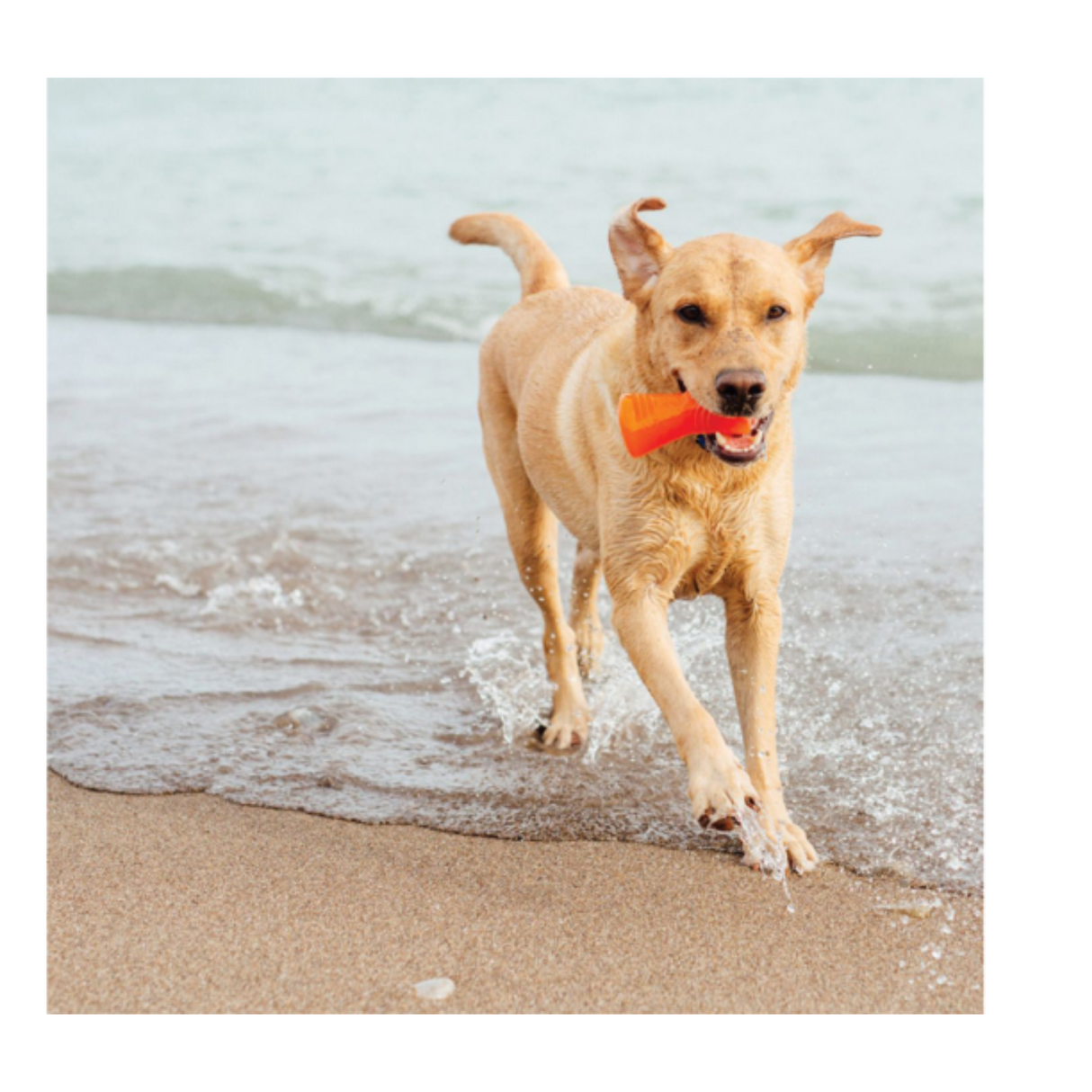 Bionic Bone – ekstra holdbart tyggelegetøj med hul til godbidder