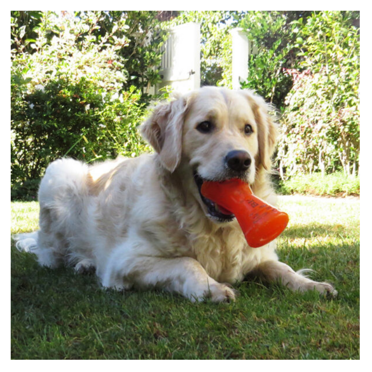 Bionic Bone – ekstra holdbart tyggelegetøj med hul til godbidder