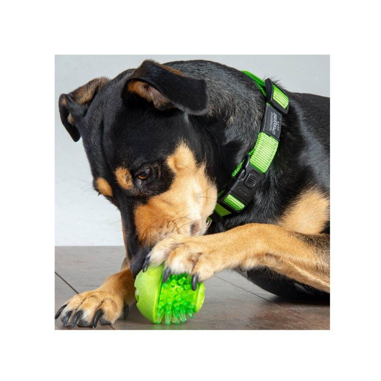 Sjov, belønning og tandpleje i én – mød Rogz Fred Treatball!