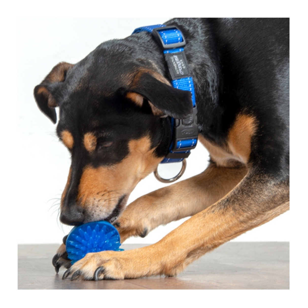 Sjov, belønning og tandpleje i én – mød Rogz Fred Treatball!