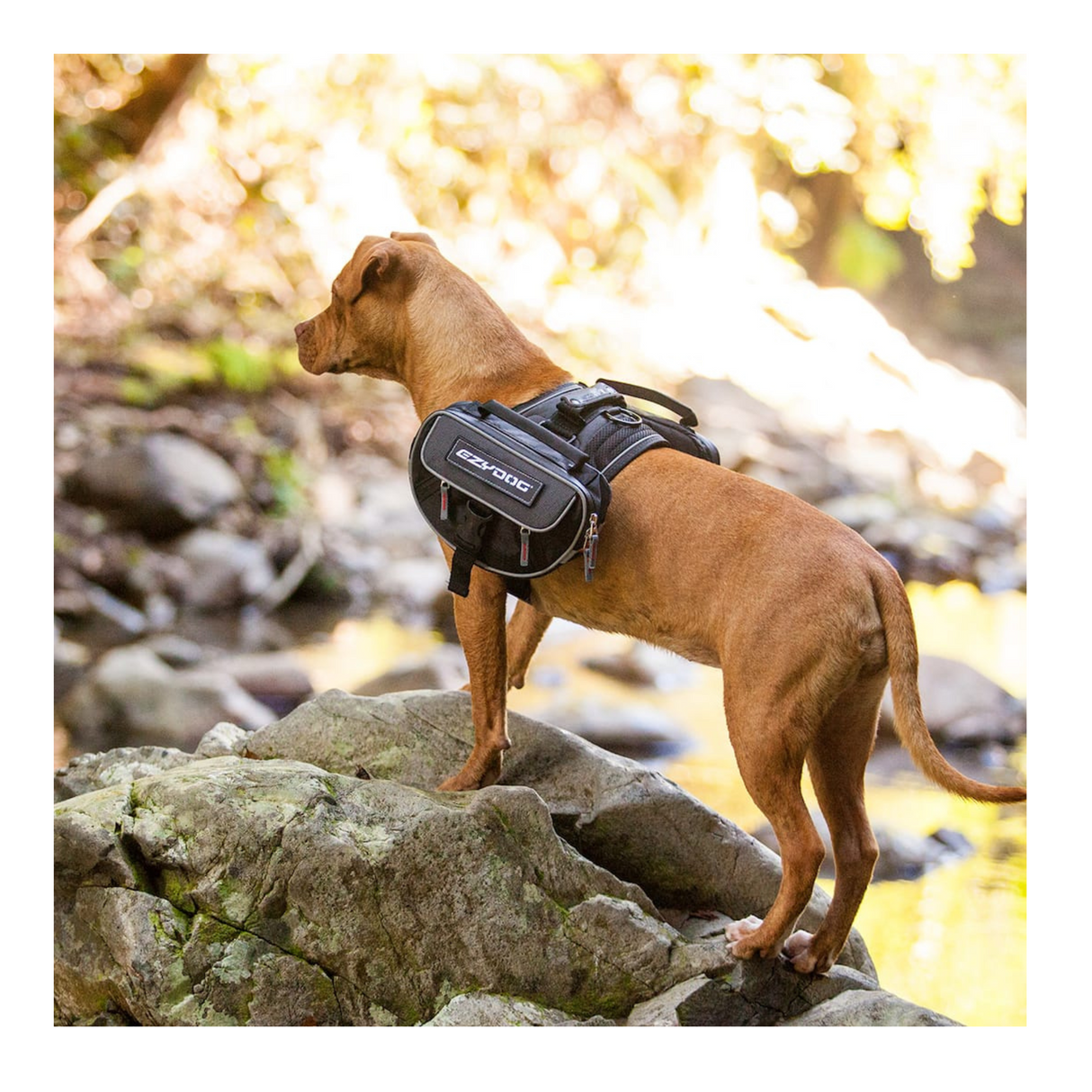 Gør din EzyDog-sele til en praktisk rygsæk med Saddle Bags L Reflex