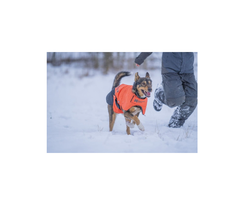 Non-stop Dogwear Long Distance Jakke – Ultimativ beskyttelse til aktive hunde i koldt vejr