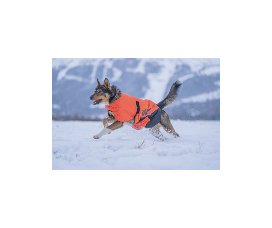 Non-stop Dogwear Long Distance Jakke – Ultimativ beskyttelse til aktive hunde i koldt vejr
