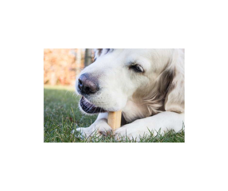 Yaki Blåbær – Vegetarisk ostesnack med lang tyggetid