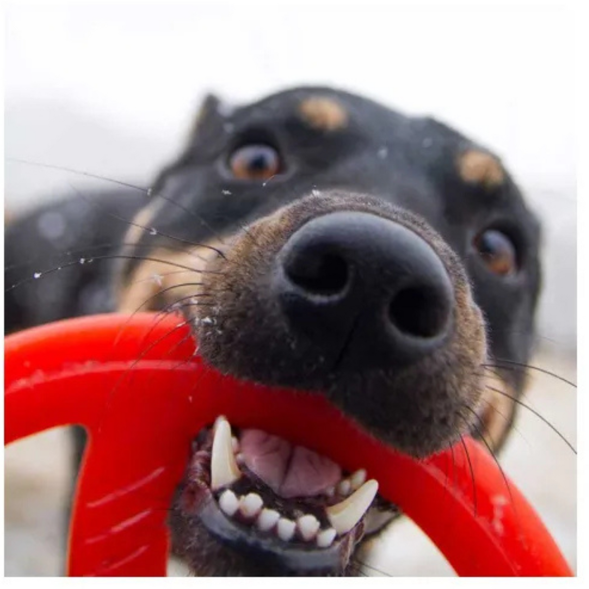 Bionic Toss N Tug – 2-i-1 Kaste- og Træklegetøj (18,5 cm & 22,5 cm)