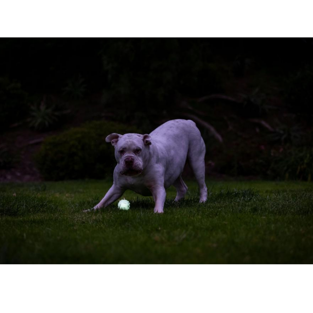 Chuckit! Air Glow Fetch Ball – Selvlysende apportbold til hunde