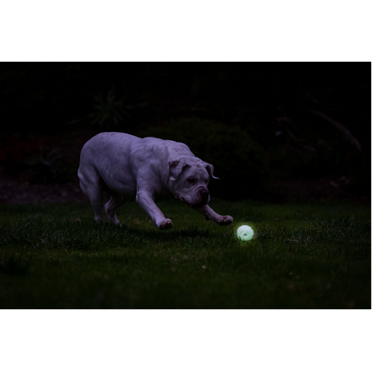 Chuckit! Air Glow Fetch Ball – Selvlysende apportbold til hunde