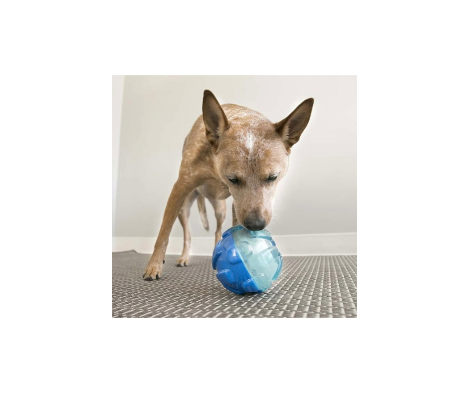 KONG Reward Shell Small – Sjov & Holdbar Godbidsdispenser