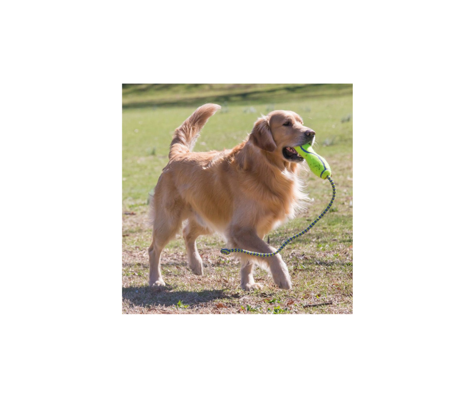 KONG AirDog Squeakair Fetch Stick – Perfekt Apporteringslegetøj (M & L)