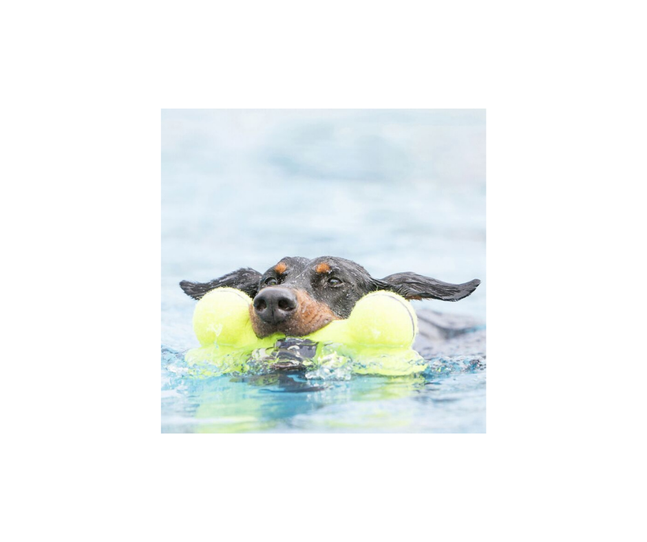 KONG AirDog Squeakair Bone – Sjov kombination af tennisbold og pivelyd (S, M & L)
