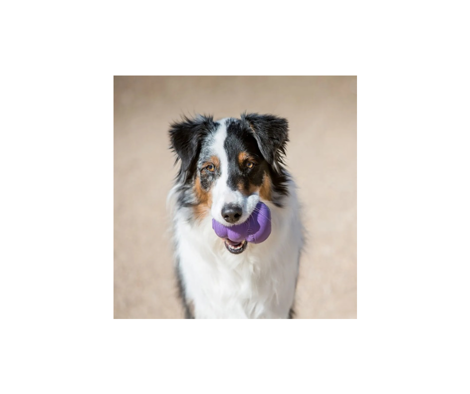 KONG Senior – Skånsomt tyggelegetøj til ældre hunde (S, M & L)