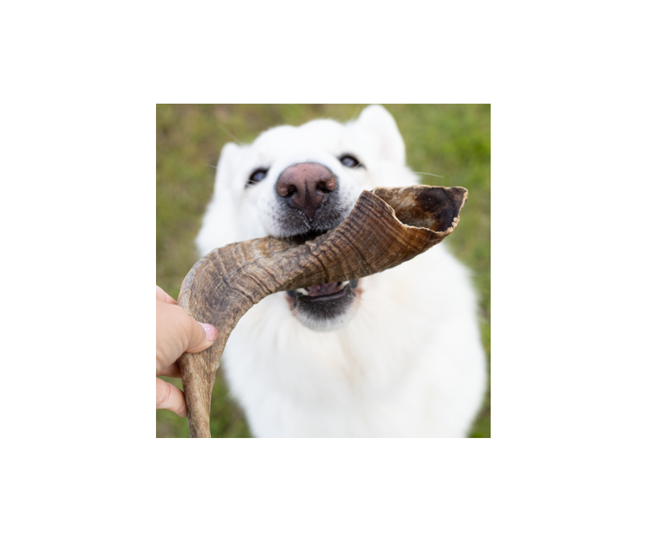 Snack'it Lammehorn – Naturlig og langtidsholdbar tyggeglæde (Small / Medium / Large)