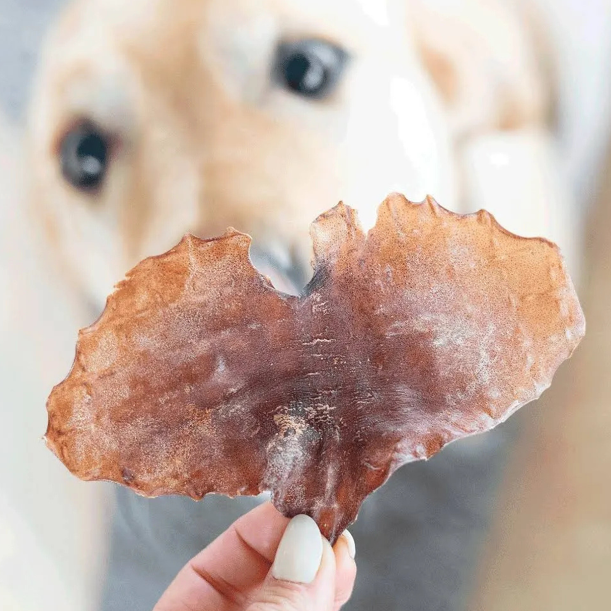 Snack'it Blæksprutteplader – 100% naturlig vildtprotein til hunde (250 g)