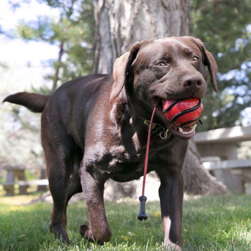 KONG Bunji High-Viz Ball – Selvlysende kastebold med elastiksnor (ass. farver)