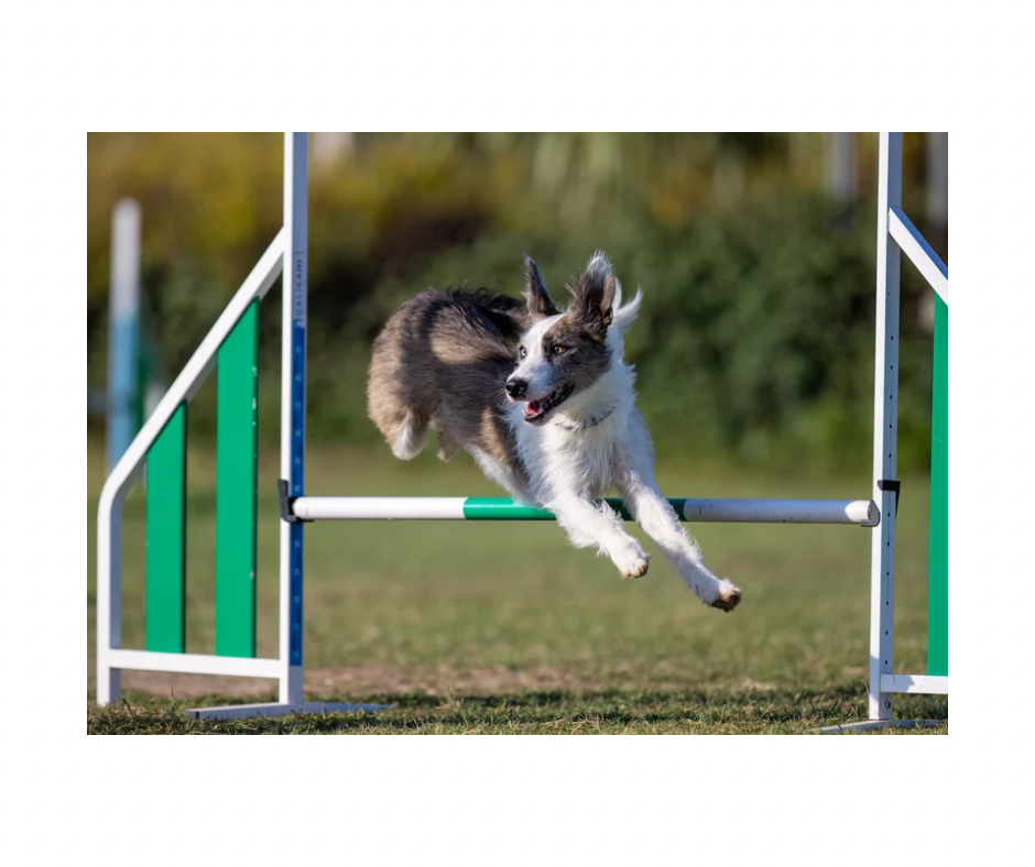 Trikem WD Energy Booster – MCT-olie som energitilskud til hunde