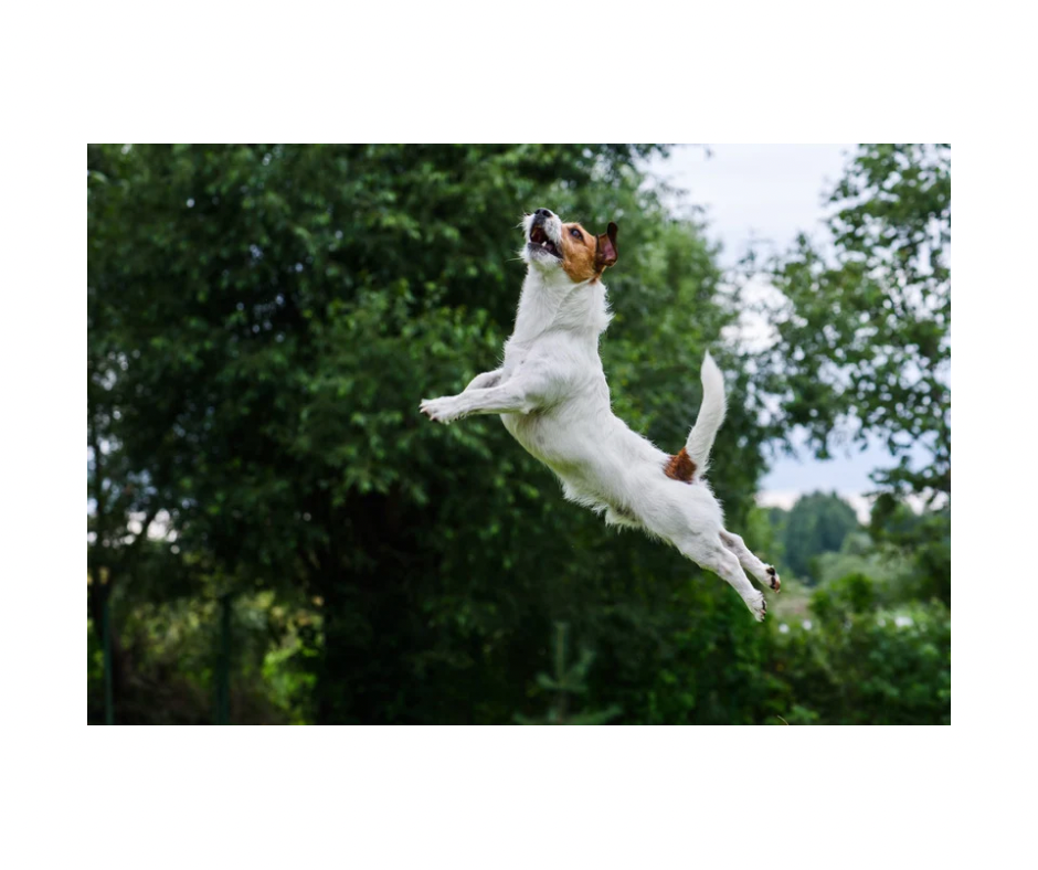 Trikem WD Energy Booster – MCT-olie som energitilskud til hunde