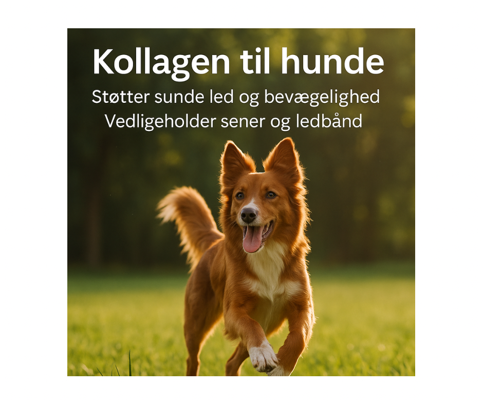 Trikem WD Collagen 350 g – kosttilskud til hundens led, sener og brusk