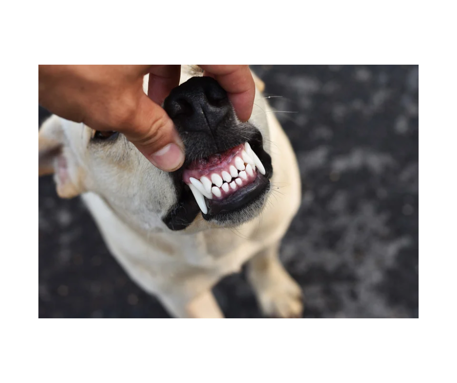 Tandplejesæt til hund – komplet sæt med tandpasta med vaniljesmag