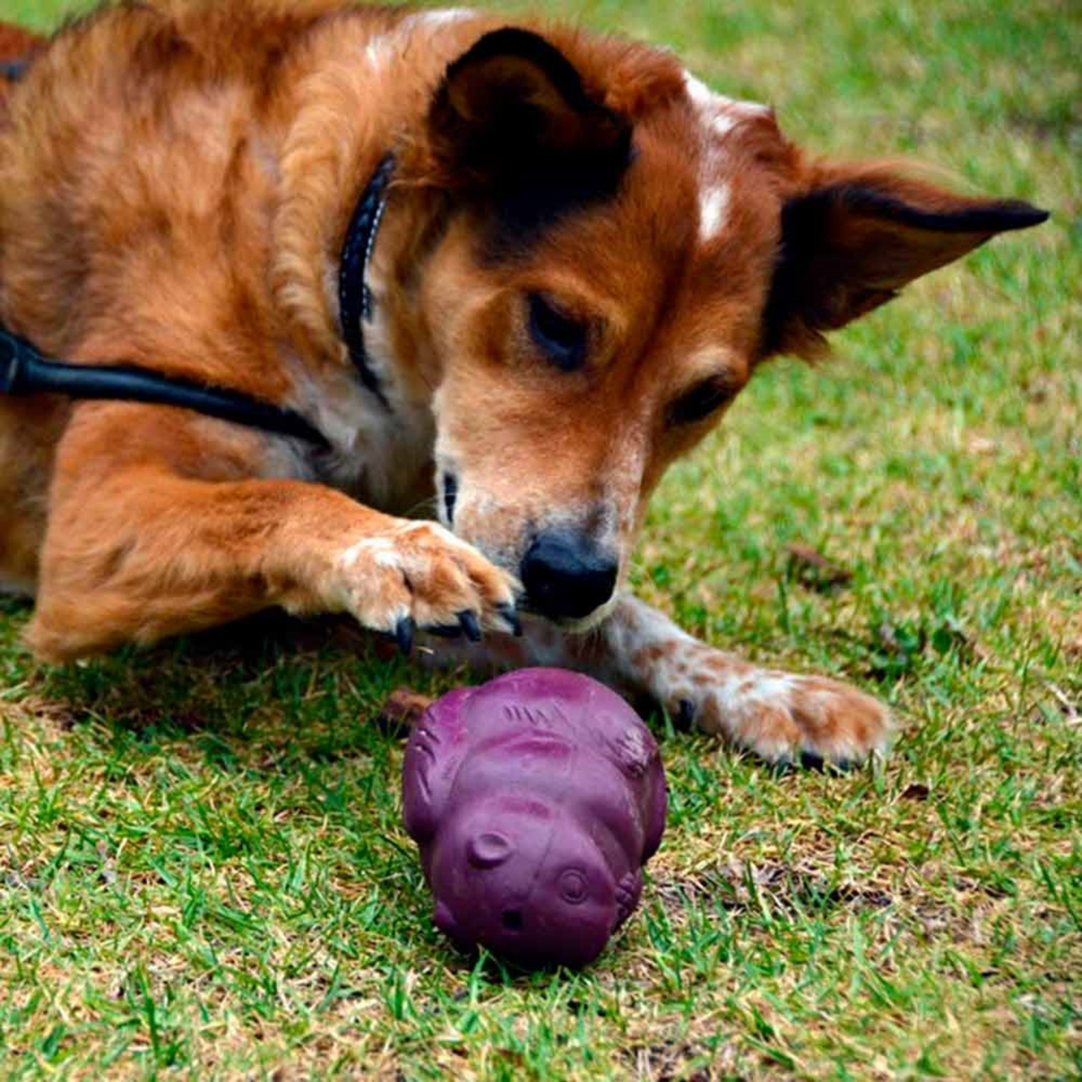 Busy Buddy SquirrelDude – robust snacklegetøj til aktivering (S)