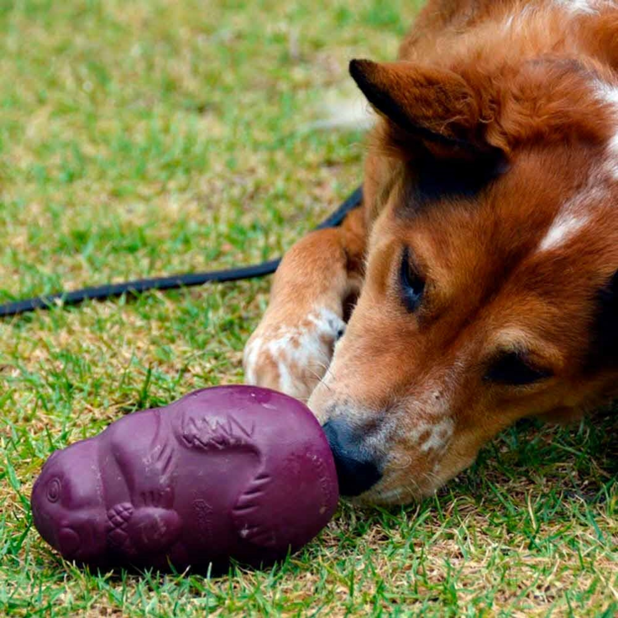 Busy Buddy SquirrelDude – robust snacklegetøj til aktivering (S)