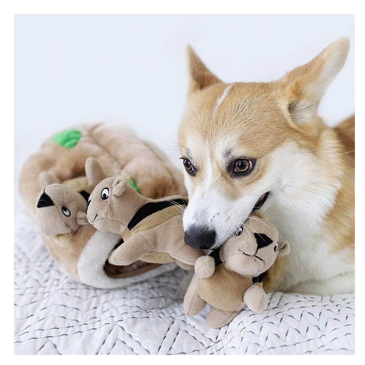 Outward Hound Hide A Squirrel – interaktivt hundelegetøj med egern (størrelse S)