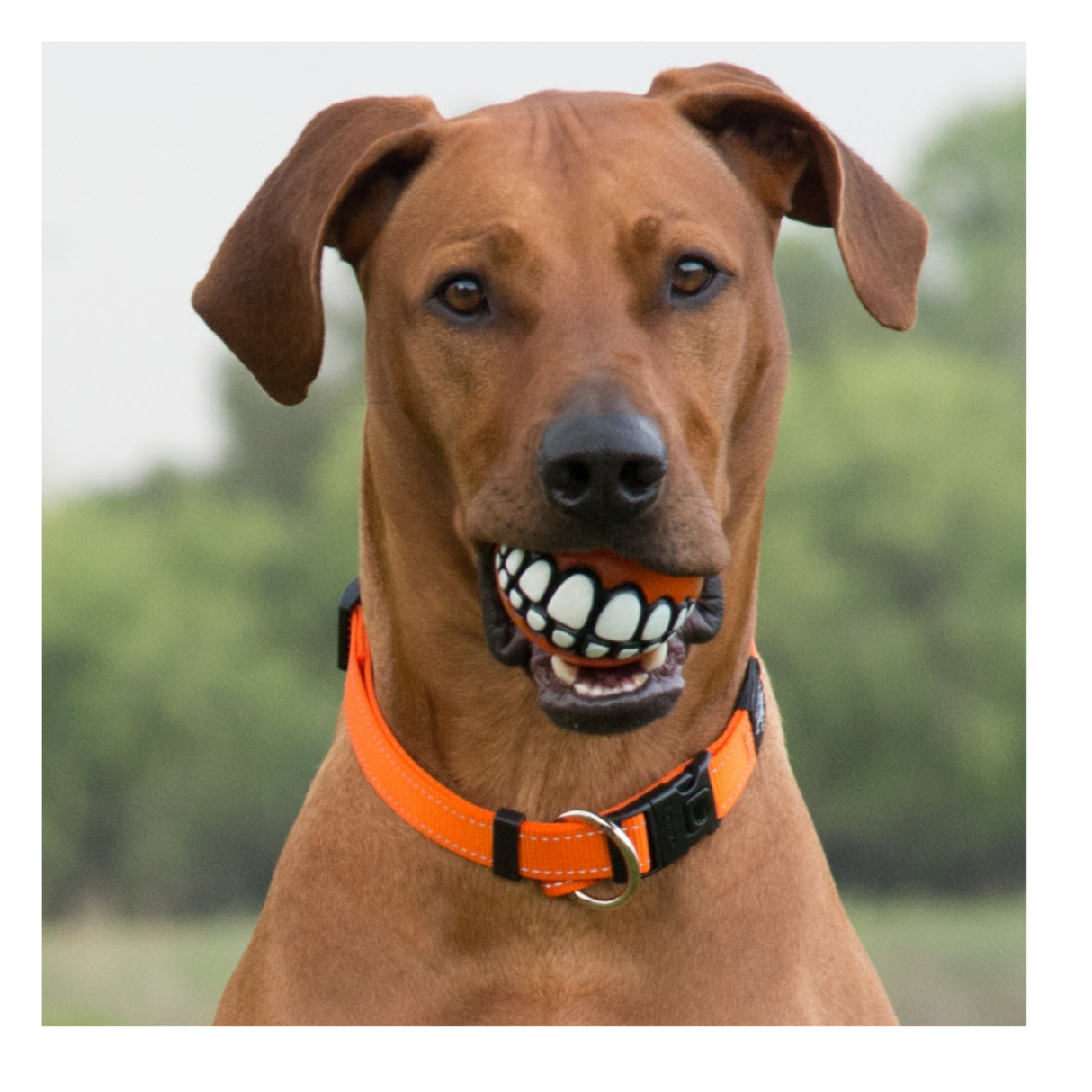 Rogz Grinz – sjov godbidbold der får din hund til at smile (7,8 cm)