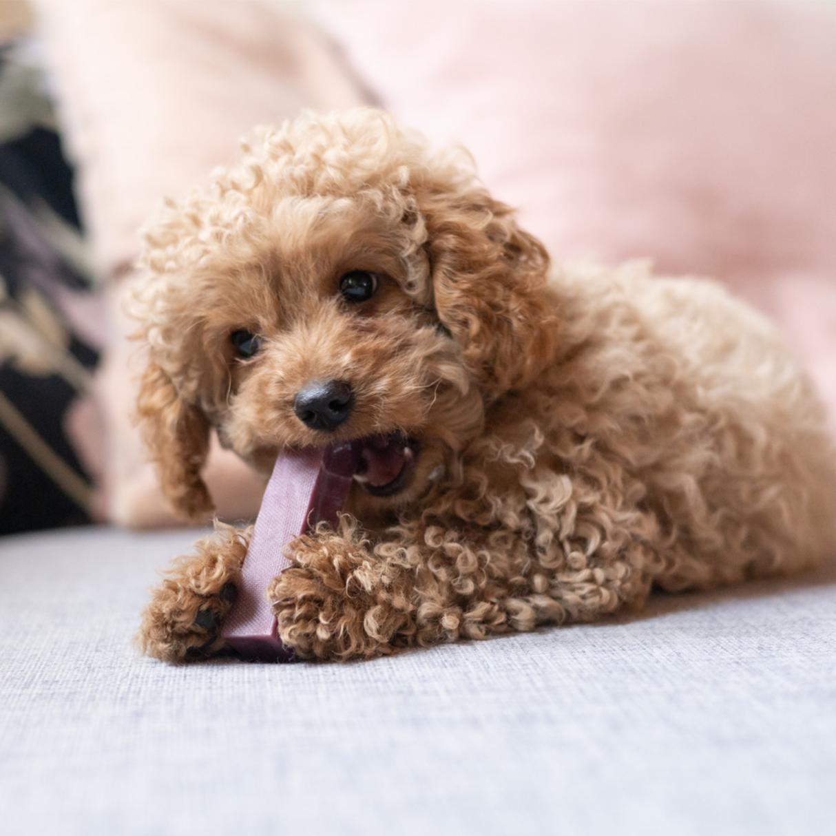 Yaki Blåbær – Vegetarisk ostesnack med lang tyggetid