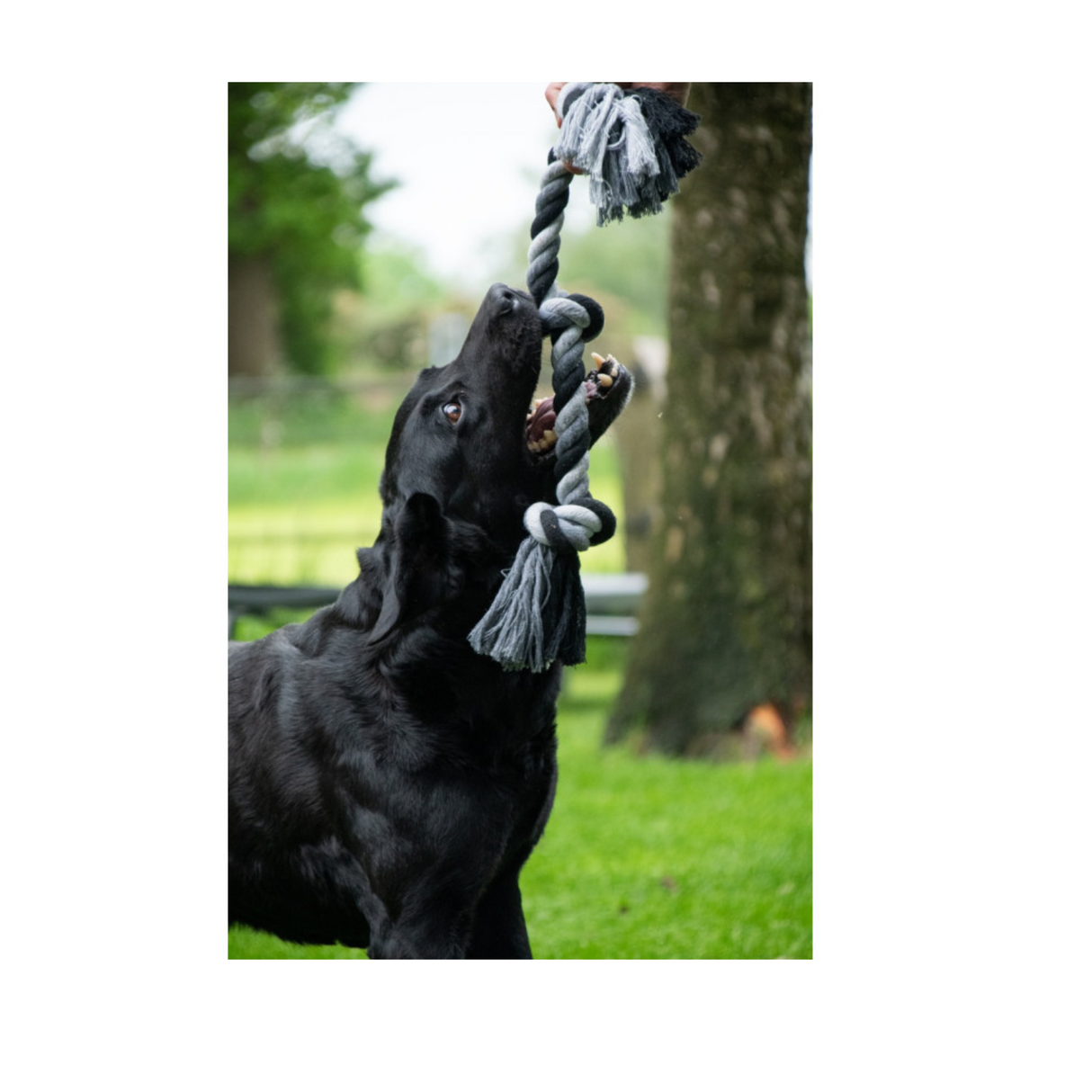 Floss Boss Dental Rope – Miljøvenligt og stærkt reblegetøj til alle hundestørrelser