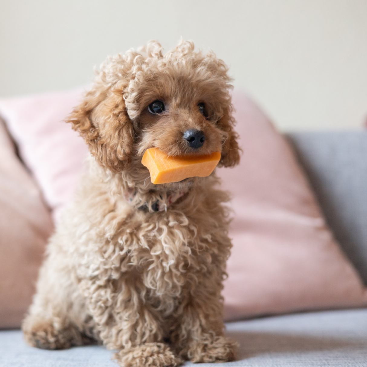 Yaki Gulerod – vegetarisk tyggesnack med lang tyggetid