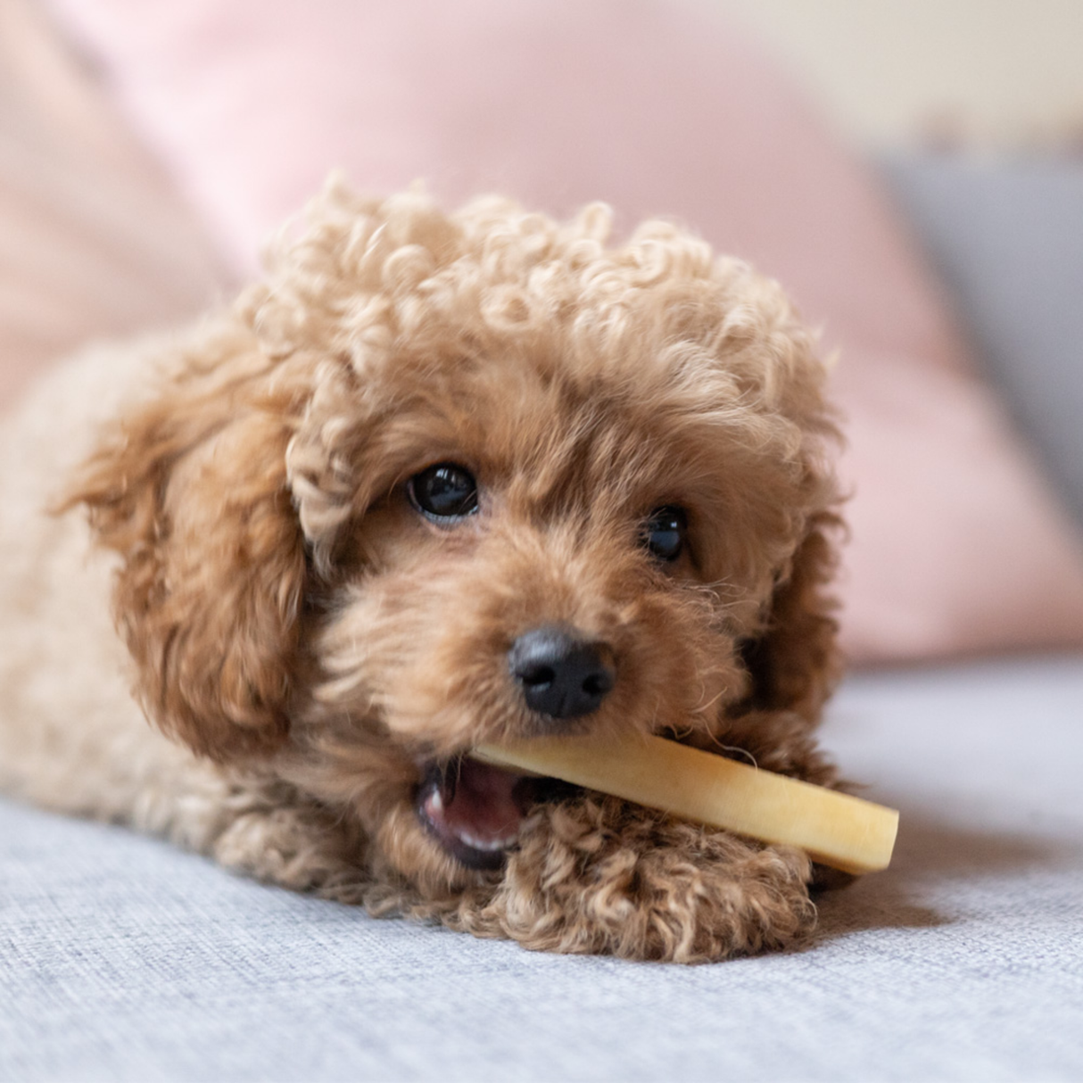 Yaki neutral – vegetarisk tyggesnack med ekstra lang tyggetid