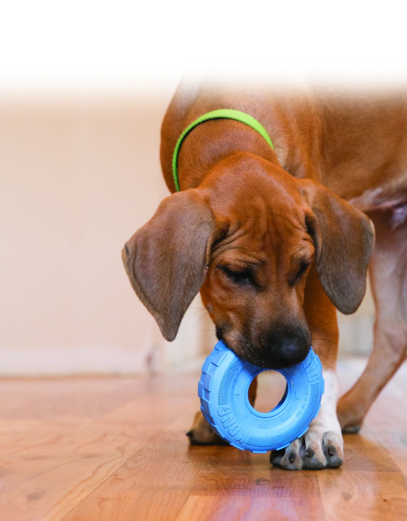 KONG Puppy Traxx S – Perfekt til hvalpe i tandfældning