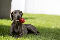 KONG Classic – Det ikoniske og holdbare legetøj til hunde i alle størrelser (XS-XXL)