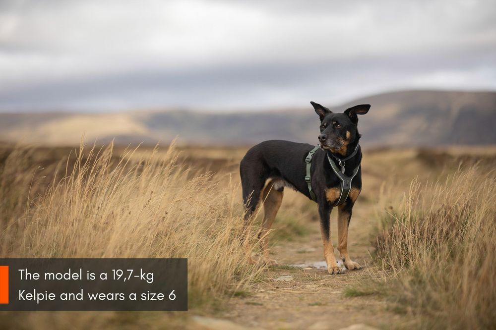 Non-stop Dogwear Line Harness 5.0 – Komfort, kontrol og fri bevægelse