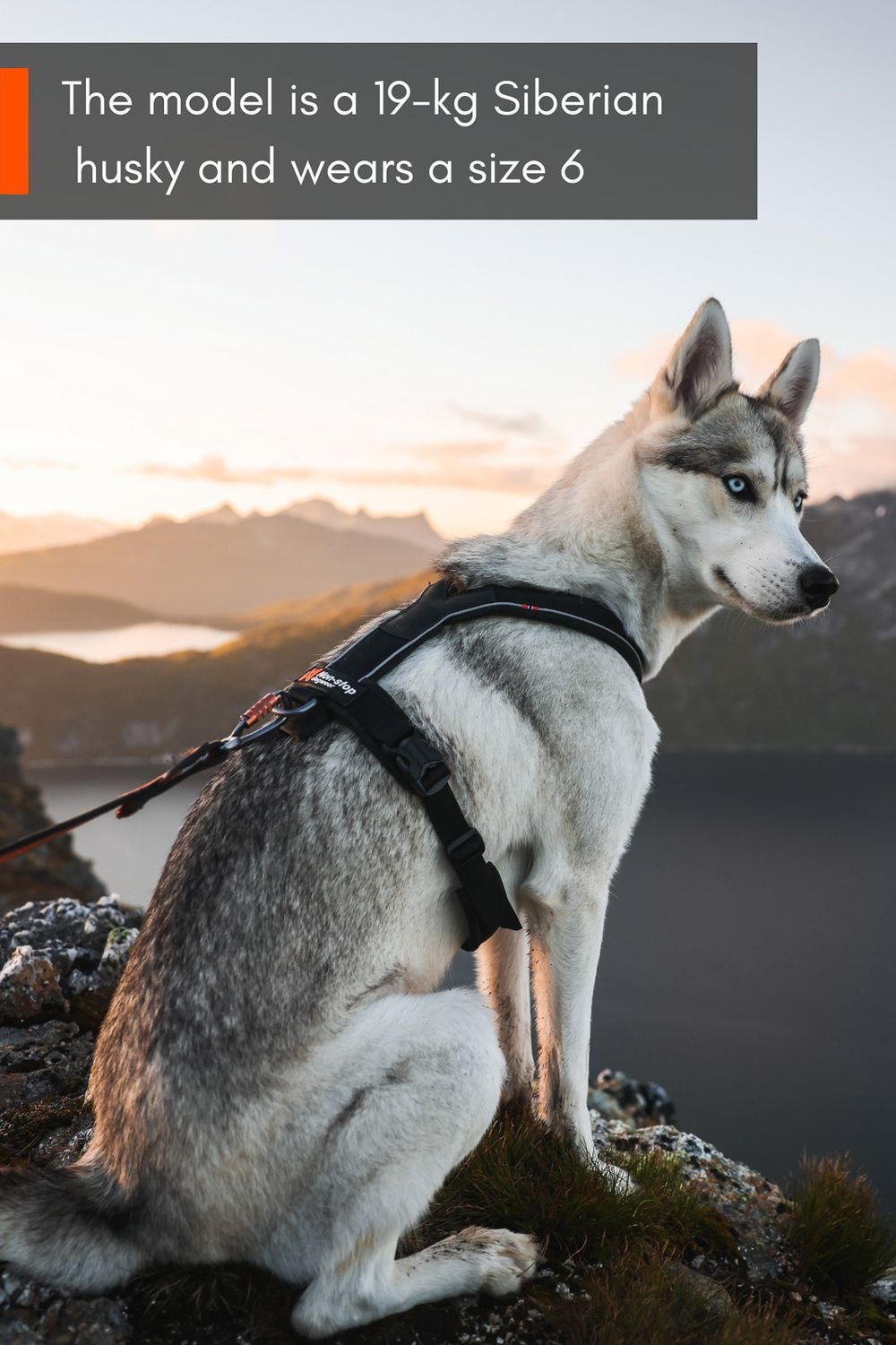 Non-stop Dogwear Line Harness 5.0 – Komfort, kontrol og fri bevægelse