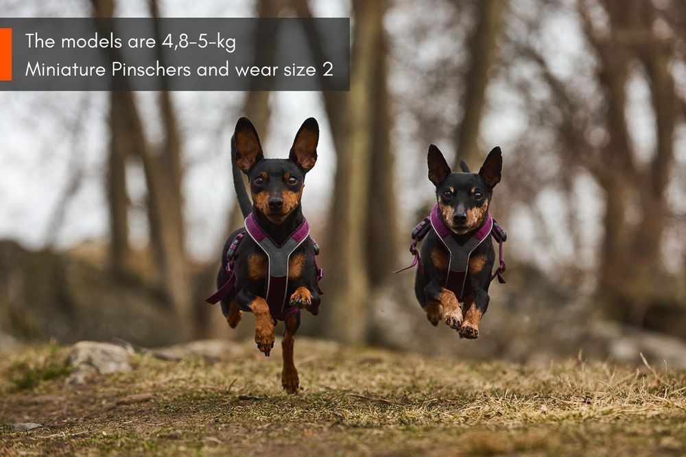 Non-stop Dogwear Line Harness 5.0 – Komfort, kontrol og fri bevægelse