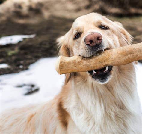 CANOPHERA Kaffetræ – naturlig ro og tyggeglæde for alle hunde