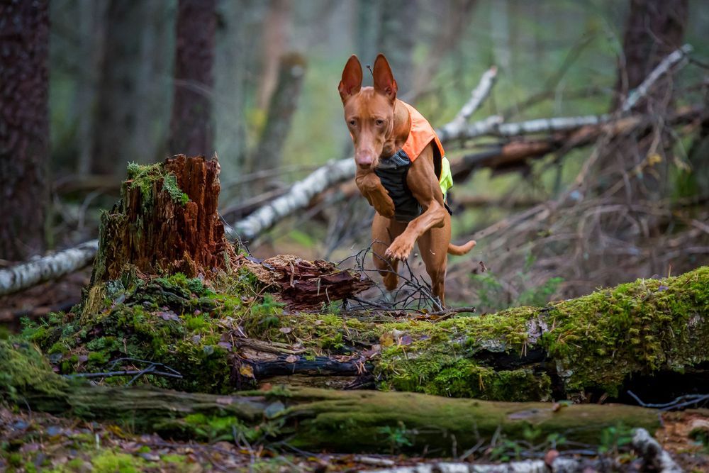 Non-stop Dogwear Protector Vest – Maksimal Sikkerhed & Komfort til Aktive Hunde