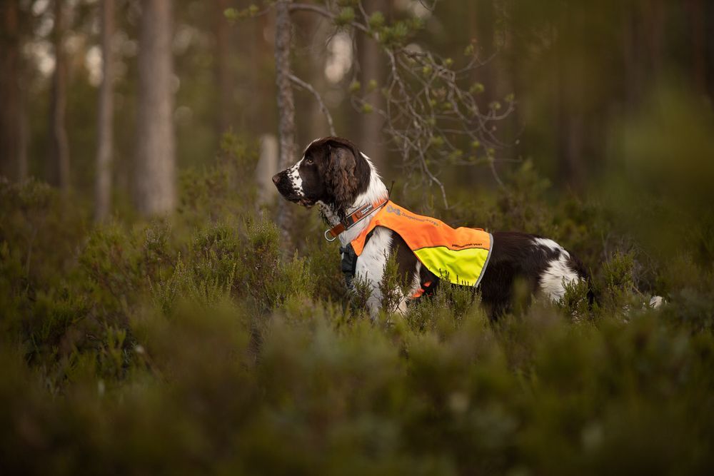 Non-stop Dogwear Protector Vest – Maksimal Sikkerhed & Komfort til Aktive Hunde