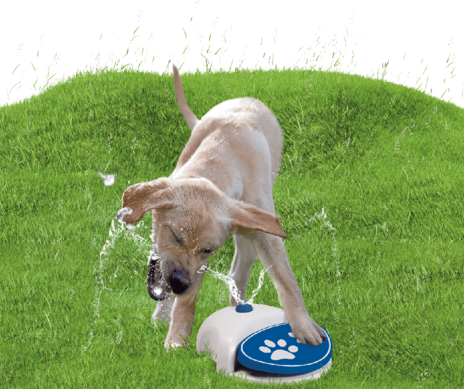 Sommerklar hund