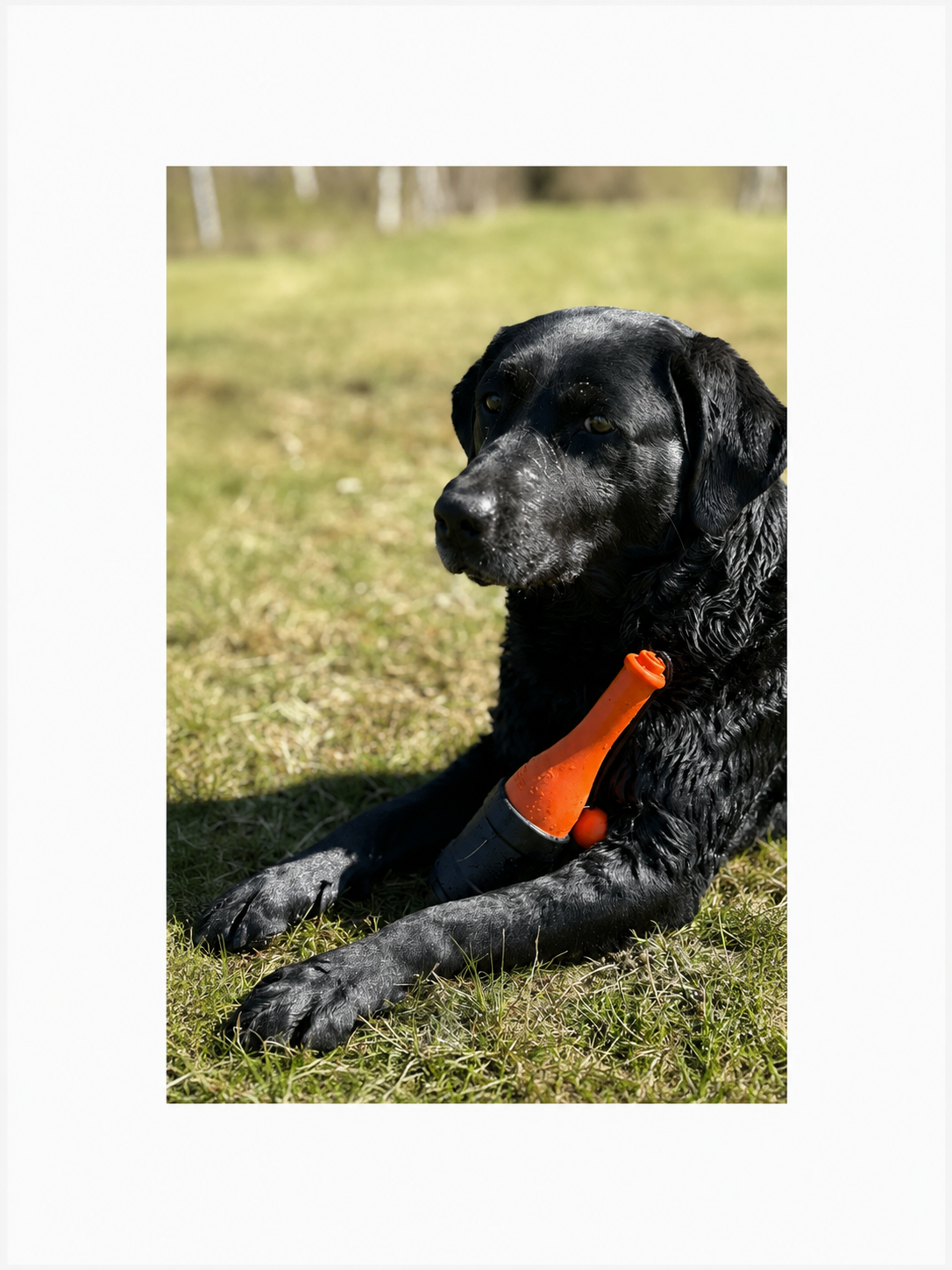 Dog Comets Bobber Lighthouse – flydende apportlegetøj til vandglade hunde