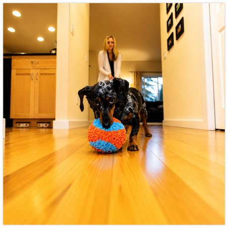 Chuckit Indoor Ball 12 cm – blød bold til sjov indendørs leg